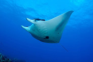 manta rays