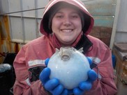 Beth Nelson holds a pufferfish while at sea, NOAA Fisheries