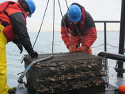 Stacked tray style oyster cage, NOAA Fisheries