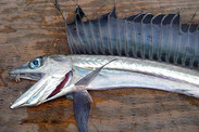 lancefish