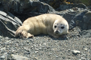 harbor seal pups