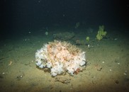 A white glass sponge on the seafloor