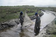 NOAA Fisheries Vet Corp members seining for coho salmon on the Salt River, California. Credit: California Conservation Corps.