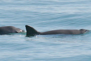 Vaquita Porpoise