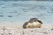 Hawaiian monk seal