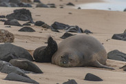 Hawaiian Monk Seals