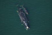 north atlantic right whale