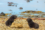 fur seals