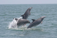 bottlenose dolphin