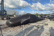 sperm whales