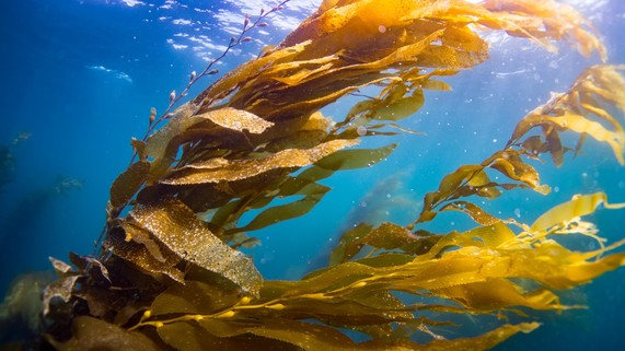 sea-kelp-underwater