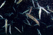 shortfin squid feeding on krill