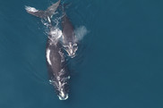 North Atlantic right whale mom and calf photographed from the air in clear ocean water