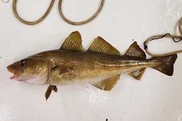 Atlantic cod captured during the Gulf of Maine Cooperative Bottom Longline Survey