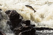 Atlantic salmon leaps upstream. Credit: Shutterstock