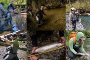 A photo collage of volunteers and researchers catching and studying fish in streams.