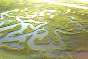 A bright green patchwork of grassy wetlands on water.