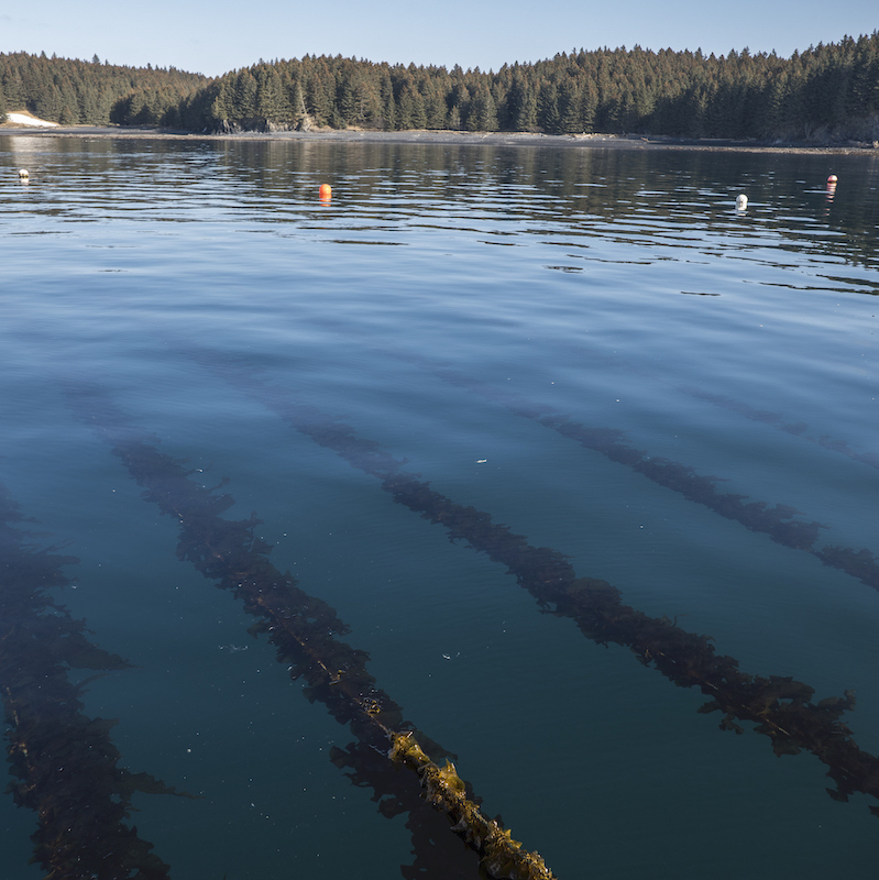 alf pryor kelp farm kodiak.jpg