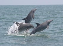 Breaching Tamanend's bottlenose dolphins, along coastal Georgia. Credit: NOAA Fisheries (Permit # 779-1633).