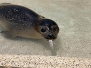 harbor seal eating a herring