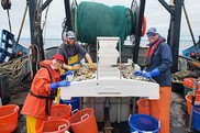 a fishing crew on the desk of a fishing vessel sorting catch
