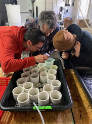 Observing clams NWFSC