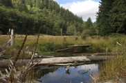 Large woody debris in a creek in a forested area.