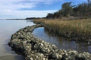 Bags of oyster shells form a barrier in the water in front of a wetland.