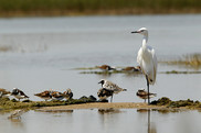 An egret perches on one leg in some standing water, surrounded by a group of smaller shorebirds. 