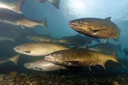 Chinook salmon in the Elwha River. Credit: John McMillan/NOAA Fisheries.