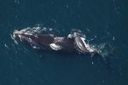 Right whale mother and calf