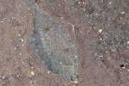 Yellowtail flounder lying on the ocean bottom