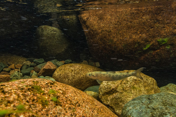 Atlantic salmon parr swimming and camouflaged by a rock