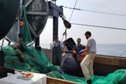 Three men on the desk of a fishing vessel standing on or near a hauled out trawl net