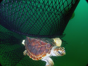 A small green turtle swims out of a fishing net surrounded by greenish water.