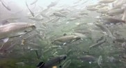 Silver chinook salmon swimming.