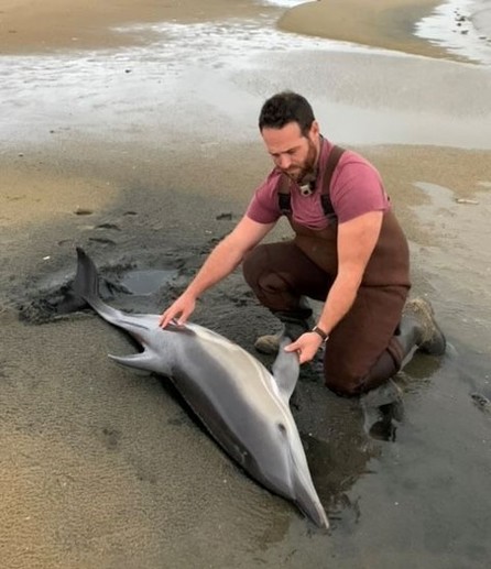 stranding member responds to stranded dolphin
