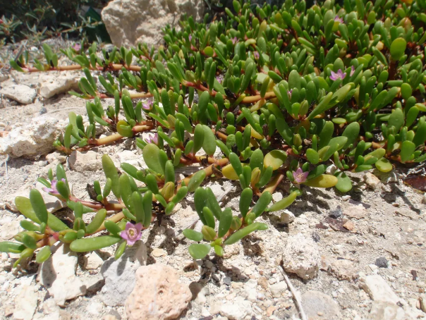 kauai-sea-farm-akulikuli-ground-cover.png