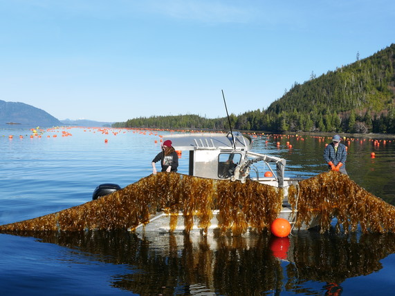 Alaska mariculture in practice - seaweed farming in Doyle Bay Alaska with Seagrove Kelp Co Credit NOAA Fisheries