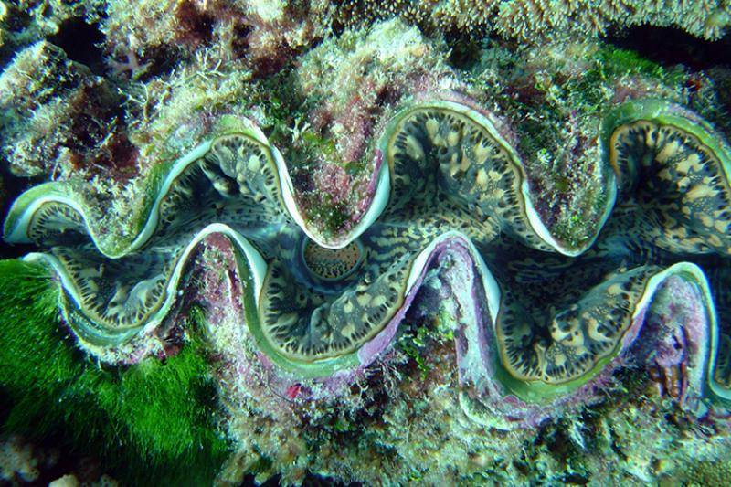 750x500-giant-clam-guam-david-burdick