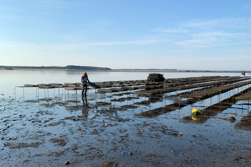 wellfleet-oyster-farm-noaa-750x500