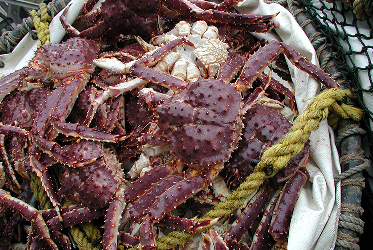 Red King Crab