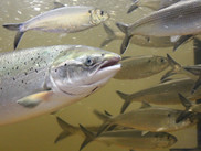 Atlantic salmon and river herring