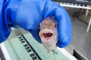 A gloved hand holds a small fish with it's teeth bared toward the camera