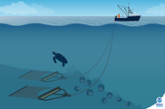 A graphic showing a sea turtle avoiding capture in sea scallop fishing gear.