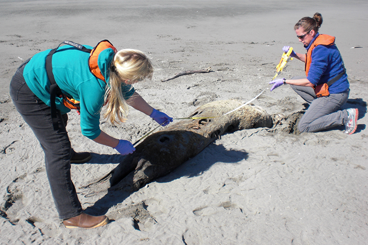 Meet the NOAA Alaska Region’s Stranding Response Team!