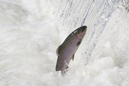 A steelhead fish jumping out of a churning river. Credit: Laura Mahoney, USFWS.