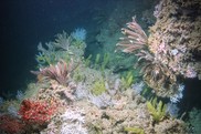 A colorful array of corals and crinoids on an underwater bank.