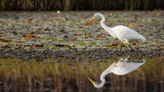 A great egret hunts for fish in coastal Louisiana. Credit: NFWF.