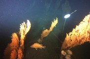 A rockfish swimming among red tree corals in the deep sea in the Gulf of Alaska.